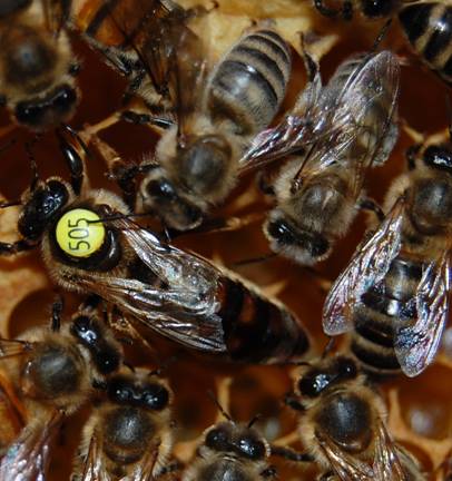 Zuchtkönigin der Dunklen Biene Kampinoskai 2015