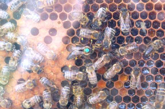Bienenvolk mit Königin.jpg