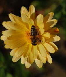 05 Katja (35) Schieder mit einer Honigbiene beim Naktarsammeln.jpg